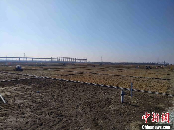 位于青岛市城阳区的盐碱地稻作改良万亩示范基地。　胡耀杰 摄