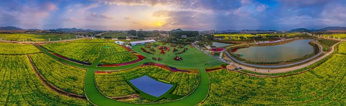 ▲华侨城光明花海