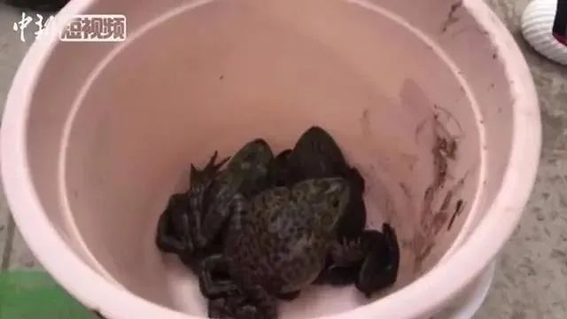 资料图：牛蛙 | 图自中新视频截图