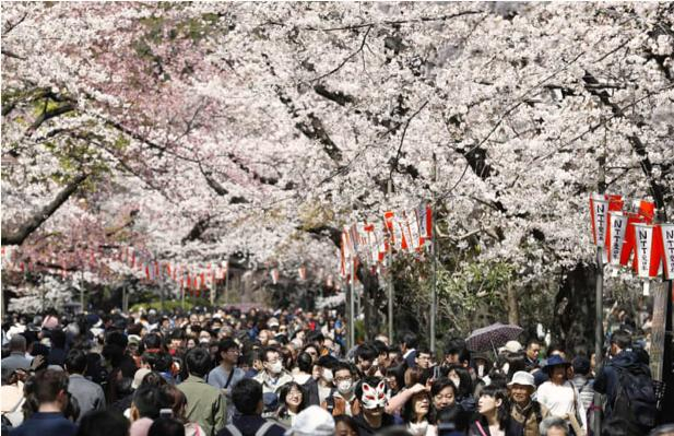  2018年樱花季时的上野公园