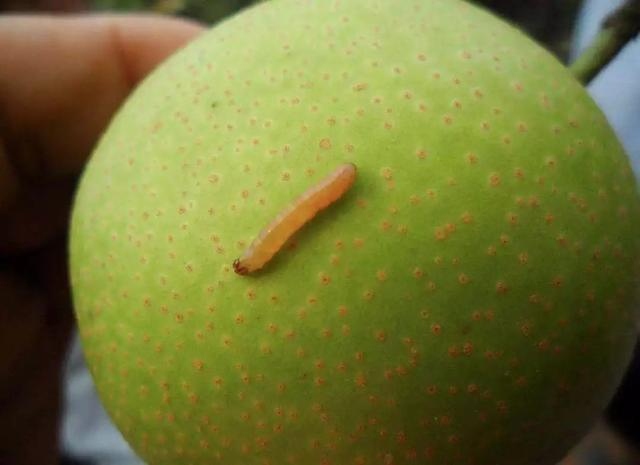 梨小食心虫,危害新梢和幼果,哪些防治方法有效?|幼虫_新浪新闻