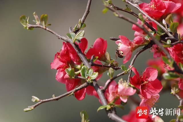 花情预报｜春花无限好，这份“玄武湖赏花时间表”请收好