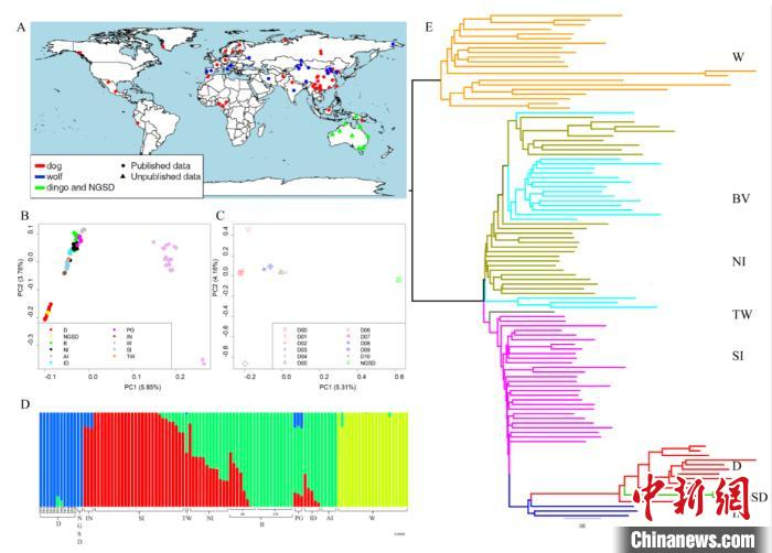 澳洲野犬的群体结构。 中科院昆明动物所供图