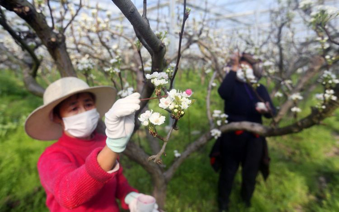 果农给梨花授粉。受访者供图