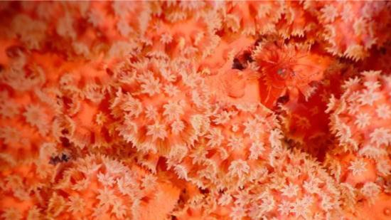 △深海珊瑚 图片来源：加拿大渔业和海洋部/Ellen Kenchington