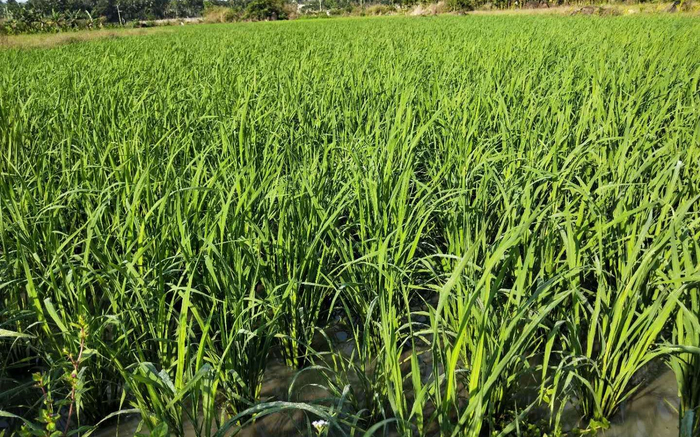 现在是海南水稻分蘖生长的关键期。受访者供图