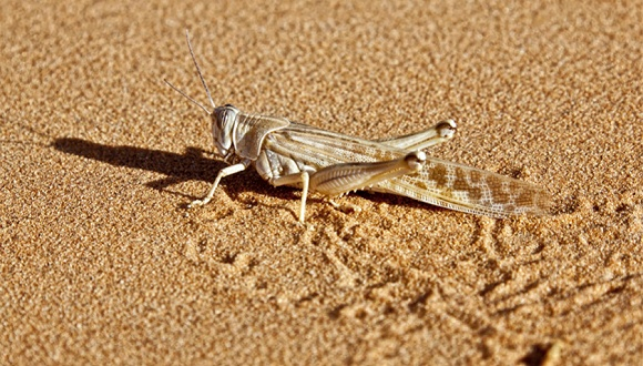 图片来源：图虫