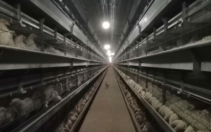 张盛进的青年鸡全都挤在鸡笼里，转运不出去。受访者供图