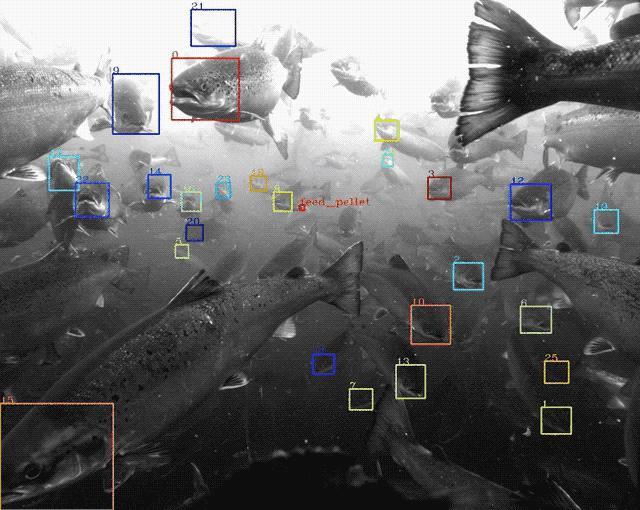 Google X 新项目，用计算机视觉养鱼？