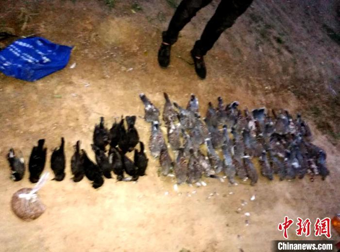 &nbsp;&nbsp;&nbsp;&nbsp;史某猎捕的野鸟。徐州铁路运输法院供图