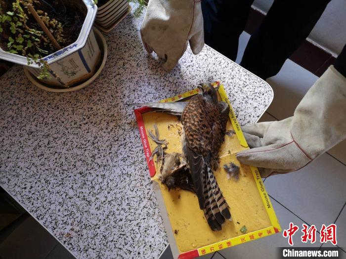     图为一只红隼和一只麻雀被粘鼠胶粘住。　张栖绮　摄
