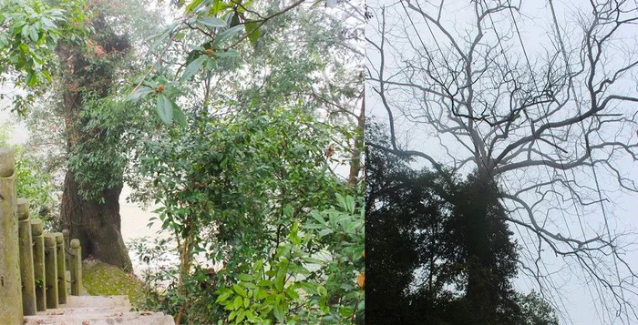 ▲咸丰蛇盘溪村古树