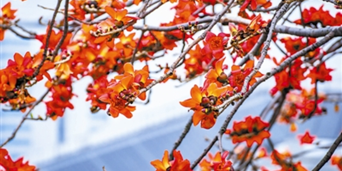 树木传奇 木棉 赤焰灼灼 英雄树 手机新浪网