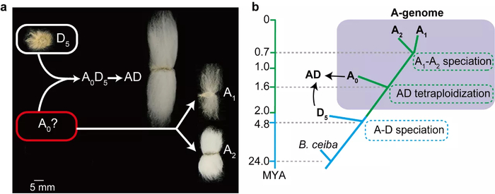 棉花A基因组起源与进化模型（a）和重要进化事件（b）