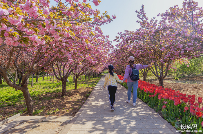 游客徜徉在花的海洋。