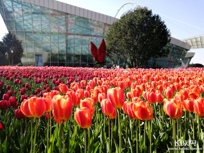 绽放的郁金香。