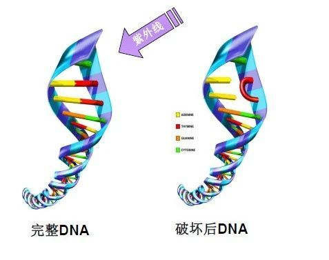 紫外线消毒原理模拟图