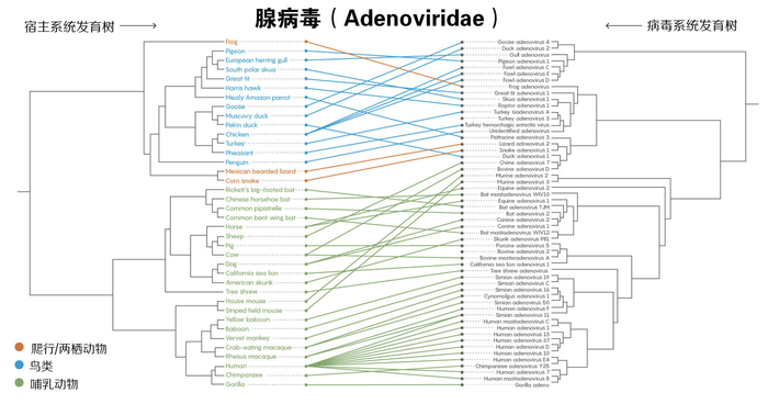 　　▲以腺病毒家族为例，跨物种传播几率远大于与宿主偕同进化。研究表明，此类现象在19个病毒家族中都普遍存在。汉化自Quanta