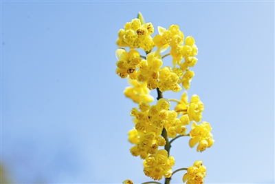 山苍子花 高暝摄