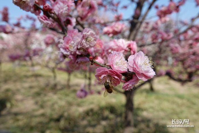 石家庄植物园花开正艳。长城新媒体记者 路娟 摄