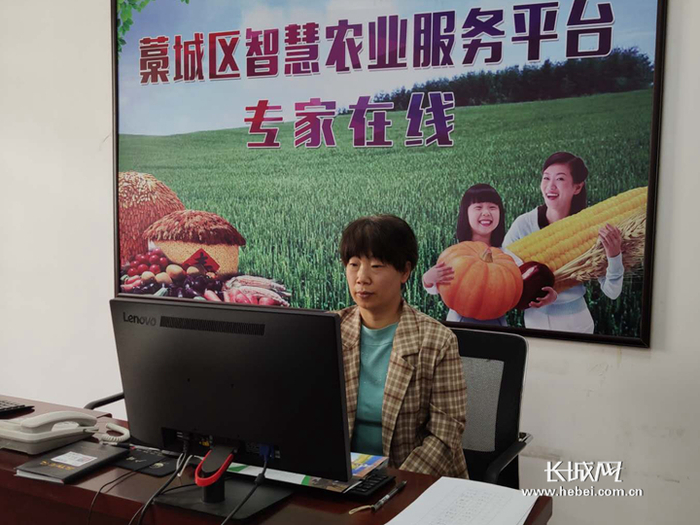李翠霞通过藁城区智慧农业综合服务平台在线答疑解惑。董达 摄