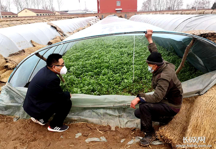  河北农信加大“菜篮子”农业生产企业贷款投放。 思雯 摄