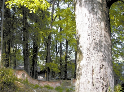 红豆树天然古树群