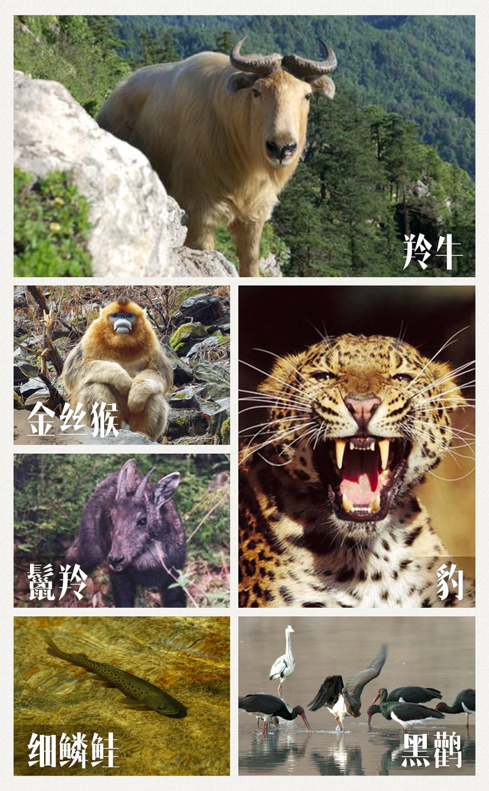  △牛背梁国家级自然保护区内的部分国家Ⅰ级、Ⅱ级保护动物