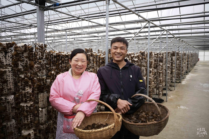 　　△“万山丛树多，土人伐木生耳。近耳收买成包，水陆运至襄汉，作郧耳出售，价倍川耳。”柞水人明清时期就从事木耳生产，并销往两湖一带。这是种植户肖青松、何小燕夫妇。（总台央视记者王哈男拍摄）