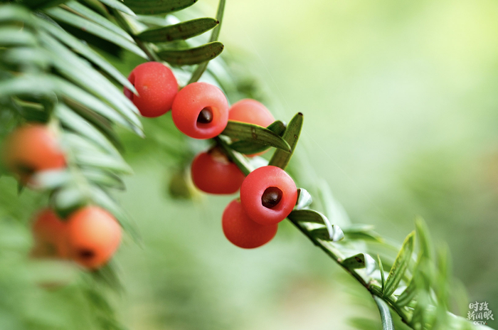 　　△红豆杉是第四纪冰川遗留下来的古老树种，在地球上已有250万年的历史。1999年，红豆杉被列入国家Ⅰ级保护植物。