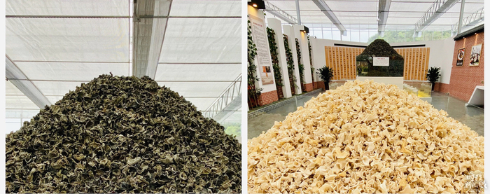 　　△柞水黑木耳（左）早在明清时期就有种植历史，被誉为“素中之王”；玉木耳（右）是由吉林农业大学选育的食用菌新品种，圆边、小碗、无筋、肉厚。（总台央视记者彭汉明拍摄）