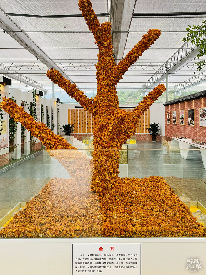 　　△这棵造型夺目的木耳叫金耳，主产区为云南、西藏等地，是食药兼用菌。（总台央视记者彭汉明拍摄）