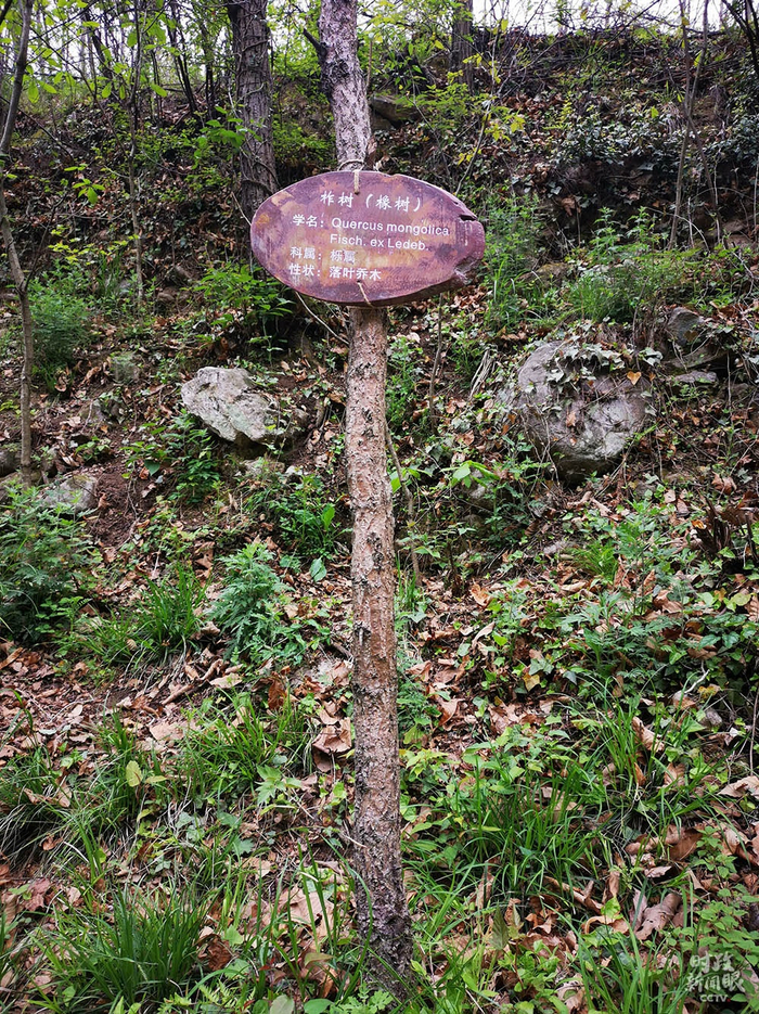 　△柞树（总台央视记者张晓鹏拍摄）