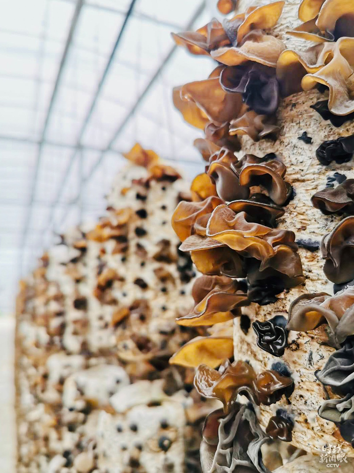 　　△秦岭多宝，木耳就是其中之一。小岭镇金米村脱贫，主要靠的就是质地柔嫩的木耳。（总台央视记者段德文、王哈男、黄京辉拍摄）