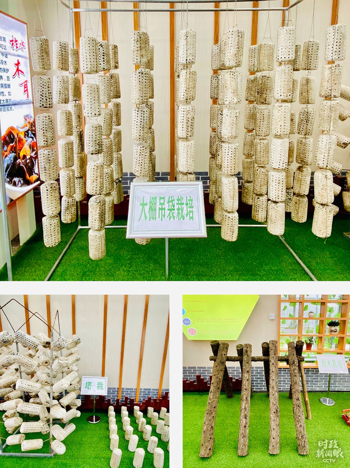 　　△除了树栽木耳外，当地还有大棚吊袋栽培（上）、椴木栽培（右下）以及塔栽、地栽（左下）等多种模式。（总台央视记者彭汉明拍摄）