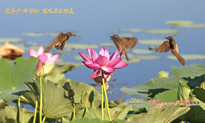《鸟语花香白洋淀》拍摄于雄安新区白洋淀。杨蜀国 摄
