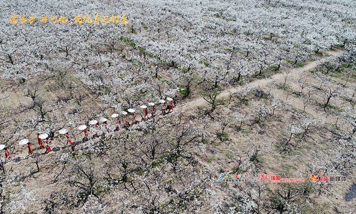 《雄安梨湾万亩梨花节》拍摄于雄安新区“雄州梨湾”。金洁 摄