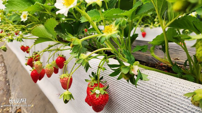尚义县草莓种苗繁育基地中栽培的“隋珠”品种草莓。董达 摄　　