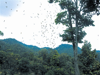 　　坡垒种子依依不舍地飞离母树。 黄桂华摄