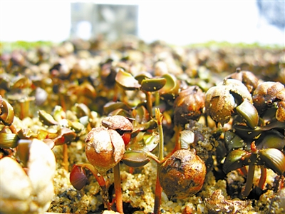 　　坡垒种子争相发芽。 黄桂华摄