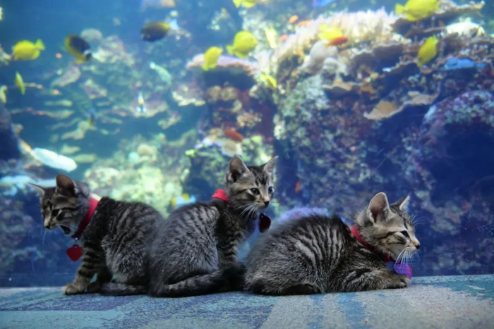 美国乔治亚州亚特兰大动物保护协会的小猫咪参观亚特兰大水族馆。  图源视觉中国