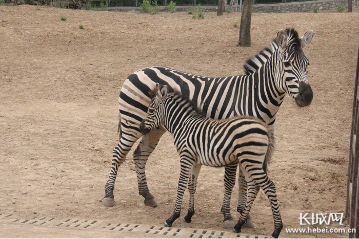 萌萌的小斑马宝宝。
