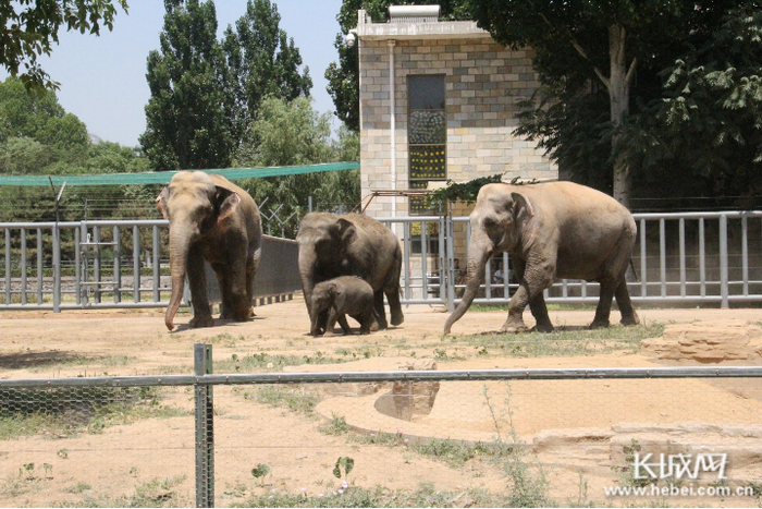 可爱的大象宝宝。