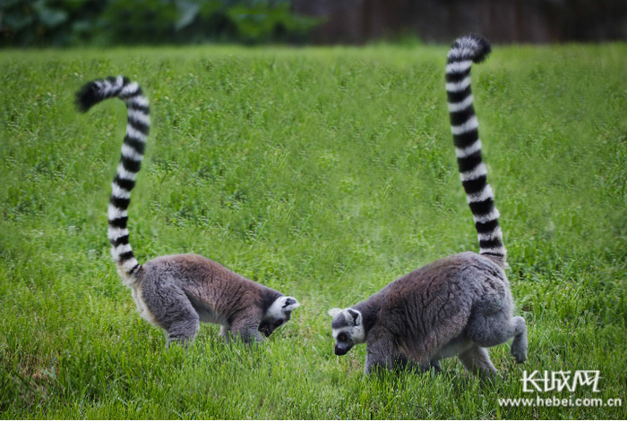 石家庄动物园的小动物们。