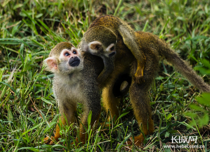 动物走出了兽舍玩耍。