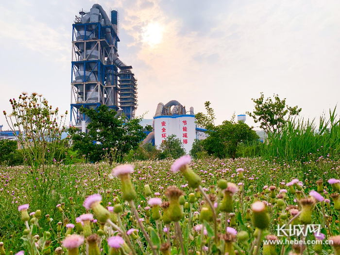 鲜花开满山坡。邢台金隅 供图