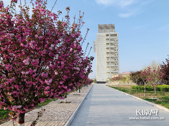 厂区的樱花盛开。邢台金隅 供图