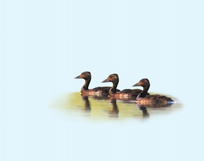 青头潜鸭　李长看摄