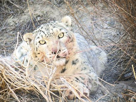 省林业工作者拍摄到的进食后的雪豹  通讯员 周永祥