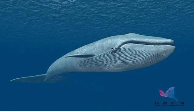 图片来自：科普中国